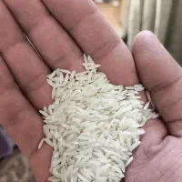 برنج هاشمی گیلان کشت دوم