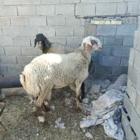 کاوه غوچ|حیوانات مزرعه|سورنا, |دیوار