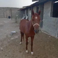 اسب نریون