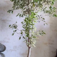 بنجامین ابلق|گل و گیاه طبیعی|شیراز, عفیف‌آباد|دیوار