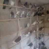 ۲۵۰ عدد کفتر پرشی خیلی خوب