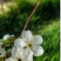 باغ