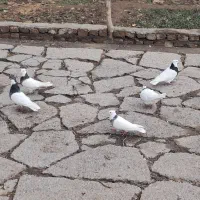 کفتر|پرنده|جوکار, |دیوار