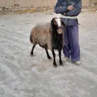 قوچ افشاری بع شرط پرش