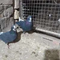 پلنگ|پرنده|کرمان, |دیوار