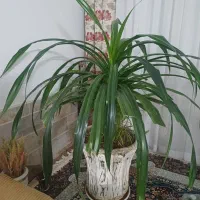 باغ غار میخک ۵از چشمه مرجان۴ هم راه داره