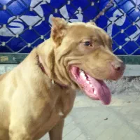 پیت بول ماده هفت ماهه