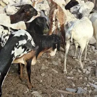 بز ثلال و میش