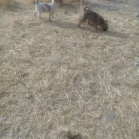 توله سگ|سگ|ماهیدشت, |دیوار