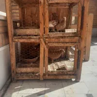 قفس چوبی کبوتر|پرنده|قم, آزادگان|دیوار