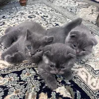 گربه اسکاتیش دبل فولد|گربه|نوشهر, |دیوار