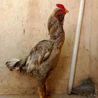خروس لاری ۱سال و ۸ ماه