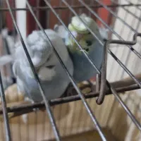 مرغ عشق پروانه ای جوان