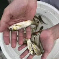 بچه ماهی آمور سایز درشت