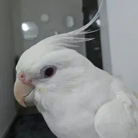 عروس هلندی آلبینو سخنگو رام|پرنده|کرمانشاه, |دیوار