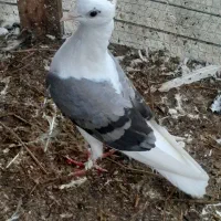 کبوتر دوکت
