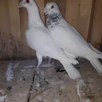 کفتر پلاس پلاکی پاکستانی