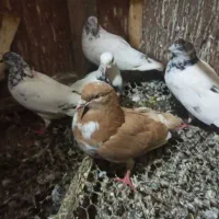 کبوتر فروشی|پرنده|رشت, جانبازان|دیوار