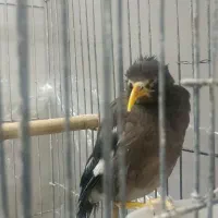 مرغ مینا|پرنده|قم, وادی السلام|دیوار