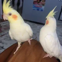 سلام دو عدد عروس هلندی|پرنده|ایرانشهر, |دیوار