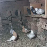 عروس هلندی دم سفیدنر