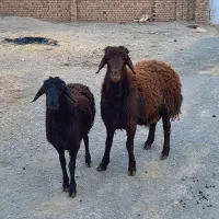 بره قوچ افشاری