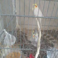 ی جفت نرماده آماده