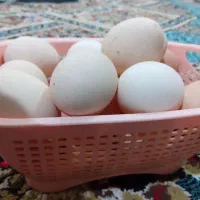 تخم مرغ محلی