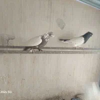 کبوتر|پرنده|قائن, |دیوار