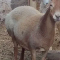 میش چینی قندوزی