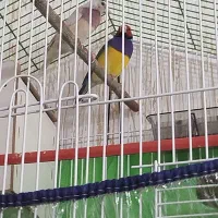 فنچ گلدین|پرنده|سیرجان, |دیوار