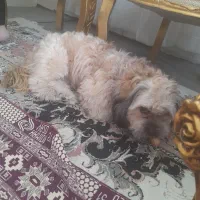 واگذاری سگ شیتزو|سگ|تبریز, |دیوار