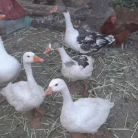 غاز|حیوانات مزرعه|سیرجان, |دیوار