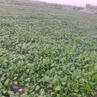 اسفناج بسیار تازه و ارگانیک|خوردنی و آشامیدنی|گرگان, |دیوار