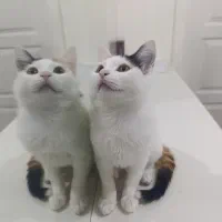 واگذاری رایگان گربه