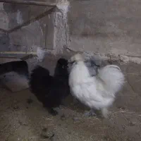 جوجه ابریشمی|حیوانات مزرعه|کاشان, کارگر|دیوار