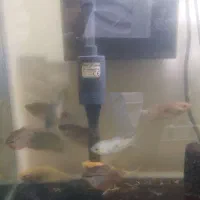 ماهی گورامی پرل و گورامی دوخال و گورامی عسلی زرد