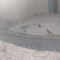 معاوضه