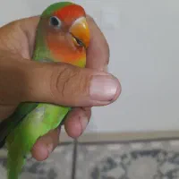 طوطی‌برزیلی‌ماده‌اماده‌جفت‌زدن‌‌درمارلیک
