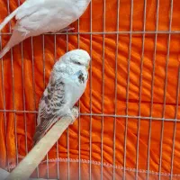 مرغ عشق اینگلیسی|پرنده|تهران, مشیریه|دیوار