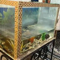آکواریوم|ماهی|بندرعباس, |دیوار