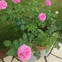 فلاور باکس،گلخانه،آبیاری قطره ای و اتوماتیک|گل و گیاه طبیعی|اهواز, فرهنگ شهر|دیوار