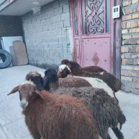 تعدا 8راس گوسفند بره نر و ماده پای پروارمالچه