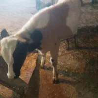 گاو گوساله نر