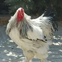 خروس برهمالایت