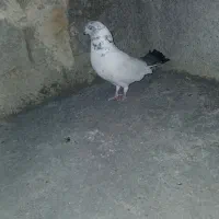 کبوتر کله دم آبی