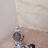 کبوتر|پرنده|پاکدشت, پاکدشت (مامازند)|دیوار