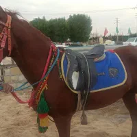 اسب درهشورو عرب