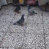 کبوتر|پرنده|رشت, شهرک آیت الله منتظری|دیوار