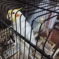 عروس هلندی سخنگو